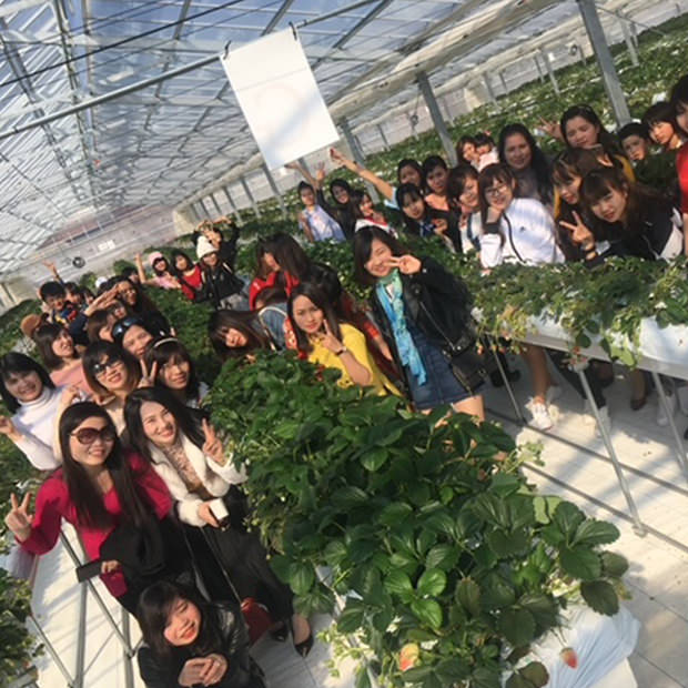 加西市・いちご狩り