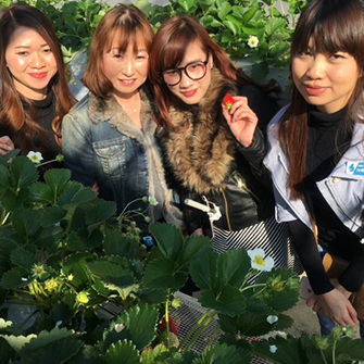 岡山県・いちご狩り